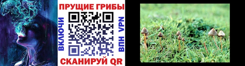 Галлюциногенные грибы GOLDEN TEACHER  Касли 