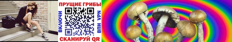 Галлюциногенные грибы Psilocybe Касли
